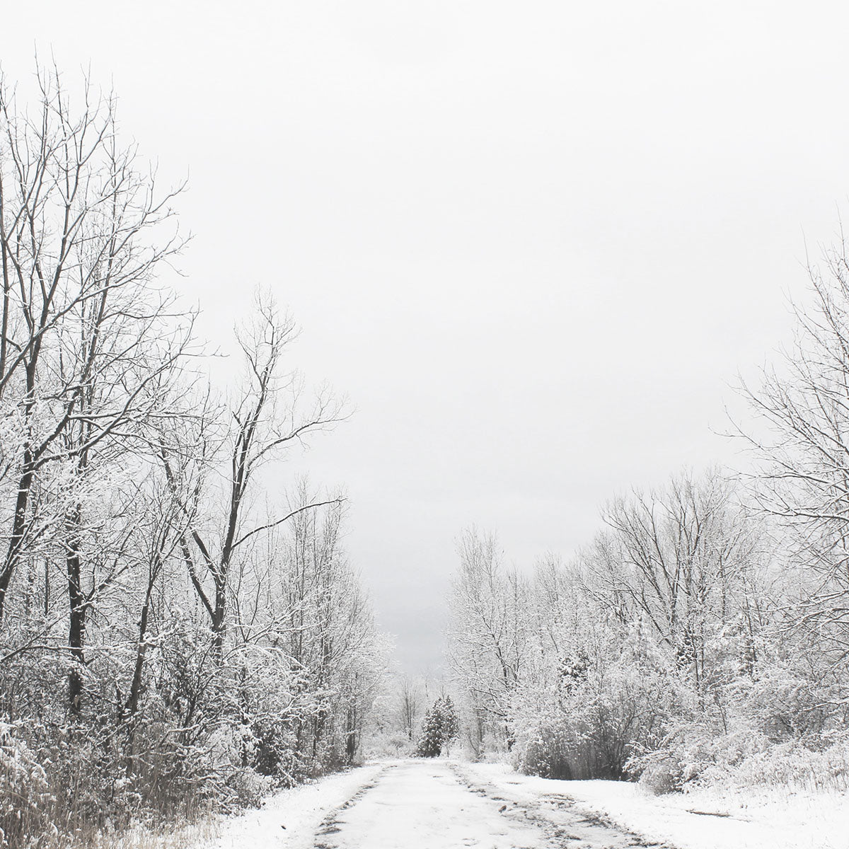 pathway and trees covered in snow