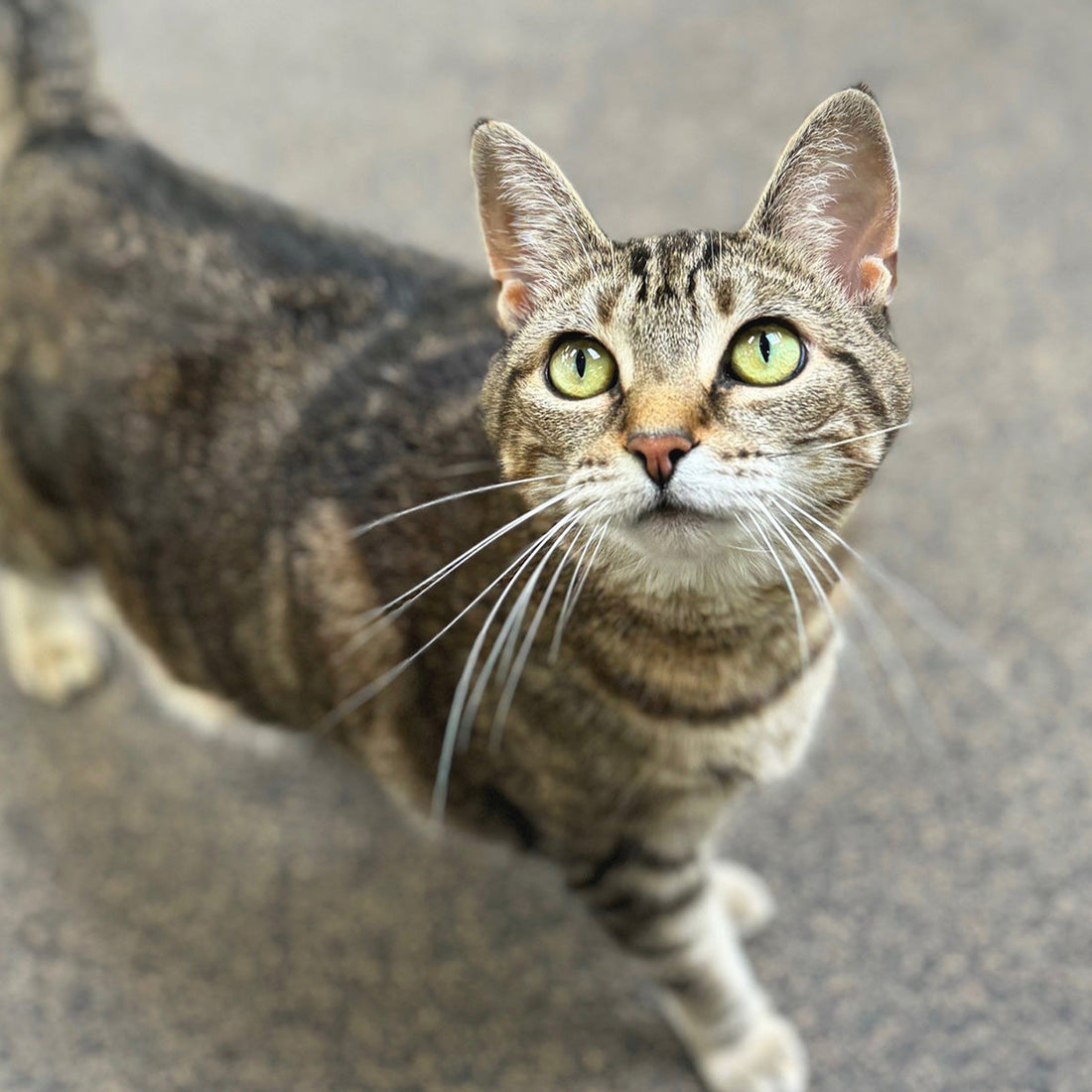close up of tiger cat looking up