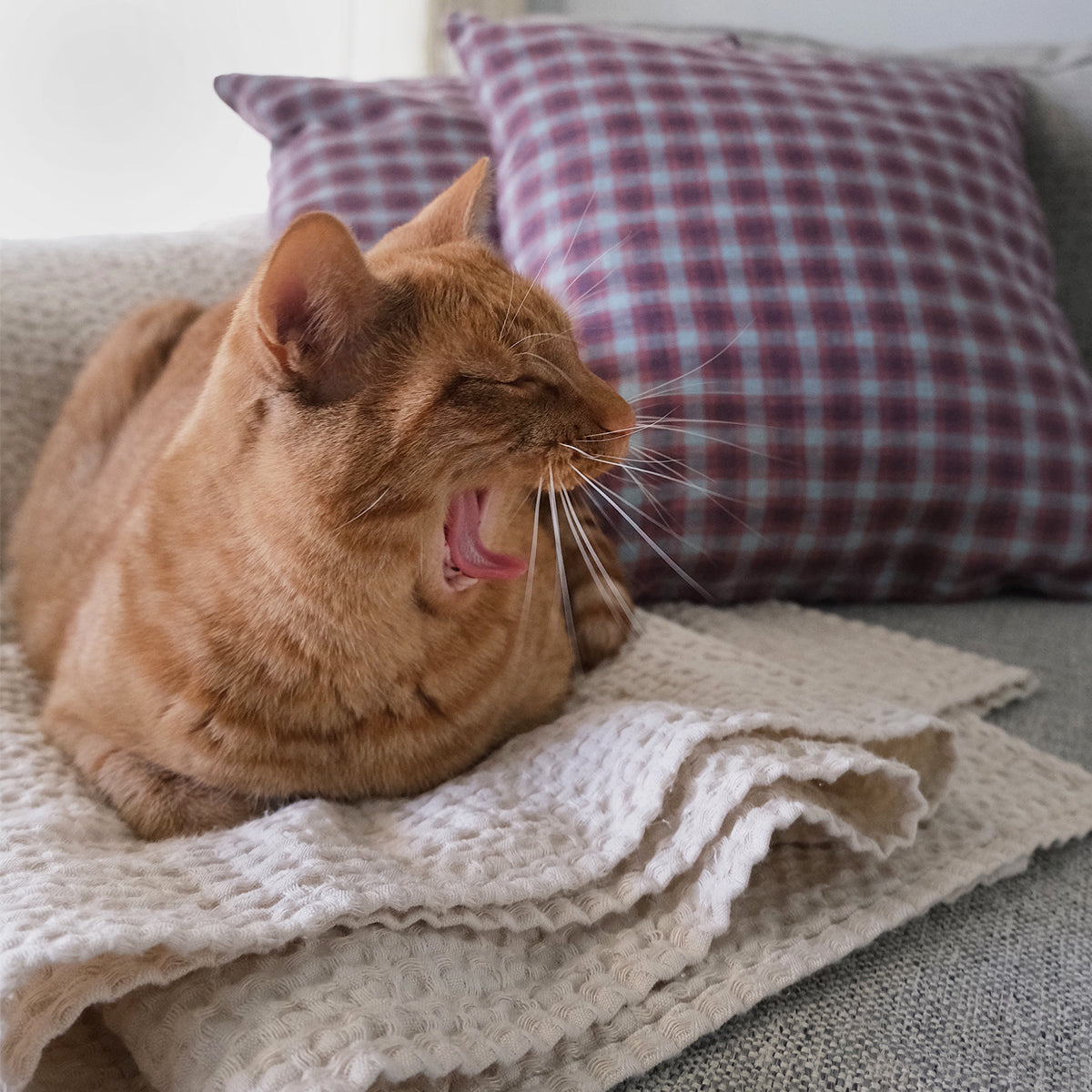cat yawning on a FLAX linen blanket